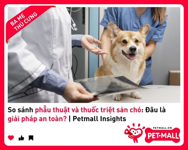 So sánh phẫu thuật và thuốc triệt sản chó: Đâu là giải pháp an toàn? | Petmall Insights 2