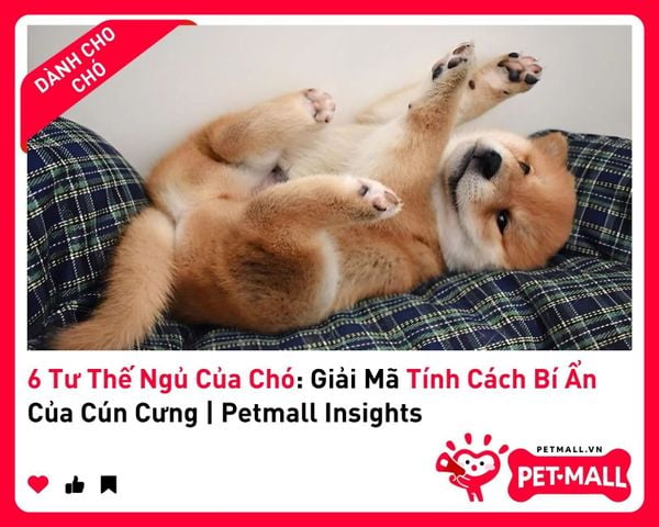 6 Tư Thế Ngủ Của Chó: Giải Mã Tính Cách Bí Ẩn Của Cún Cưng | Petmall Insights 4
