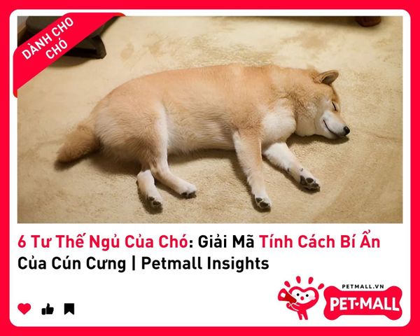 6 Tư Thế Ngủ Của Chó: Giải Mã Tính Cách Bí Ẩn Của Cún Cưng | Petmall Insights 1