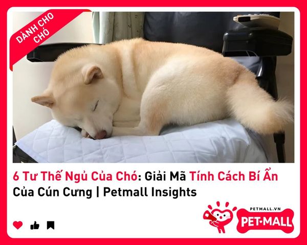 6 Tư Thế Ngủ Của Chó: Giải Mã Tính Cách Bí Ẩn Của Cún Cưng | Petmall Insights 2