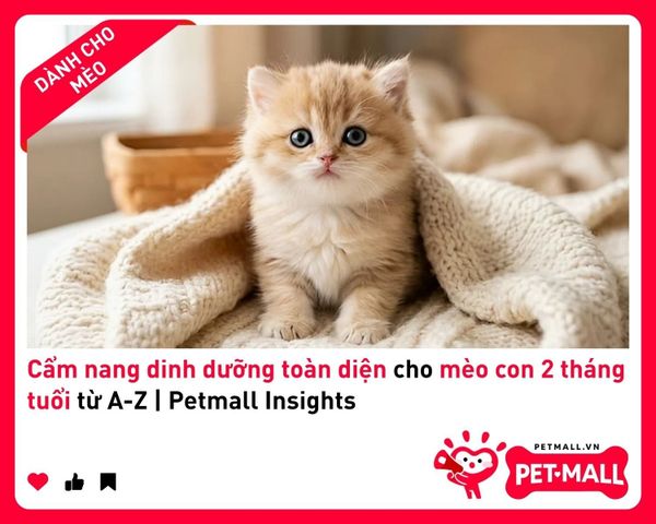Cẩm nang dinh dưỡng toàn diện cho mèo con 2 tháng tuổi từ A-Z | Petmall Insights 2