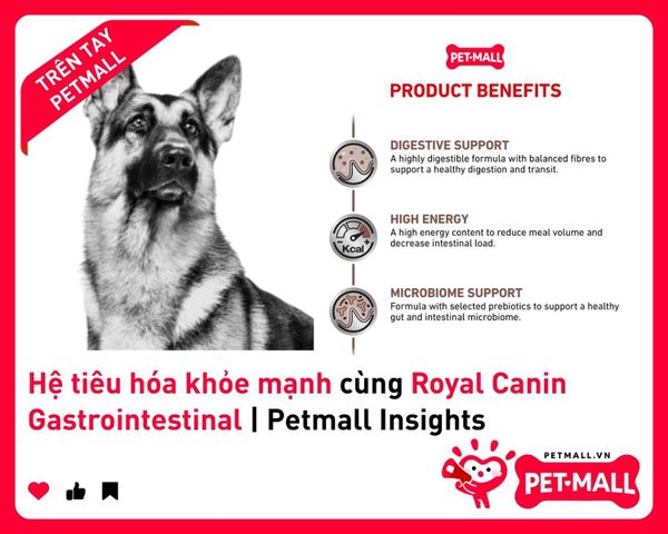 Hệ tiêu hóa khỏe mạnh cùng Royal Canin Gastrointestinal | Petmall Insights 1
