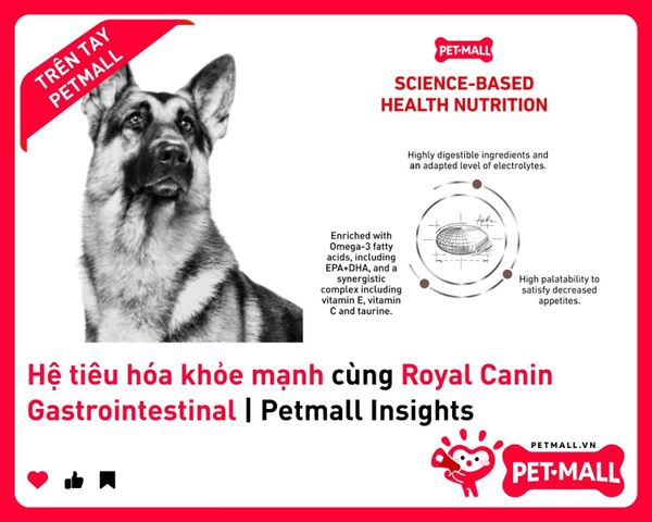 Hệ tiêu hóa khỏe mạnh cùng Royal Canin Gastrointestinal | Petmall Insights 2