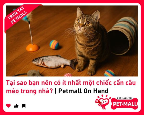 Tại sao bạn nên có ít nhất một chiếc cần câu mèo trong nhà? | Petmall On Hand 1