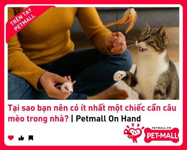 Tại sao bạn nên có ít nhất một chiếc cần câu mèo trong nhà? | Petmall On Hand 2