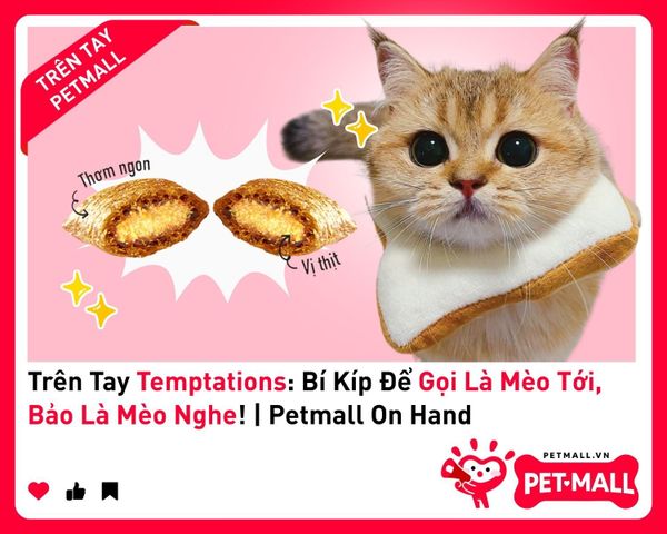 Trên Tay Temptations: Bí Kíp Để Gọi Là Mèo Tới, Bảo Là Mèo Nghe! | Petmall On Hand 1