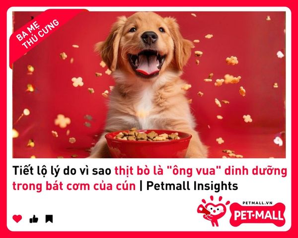 Tiết lộ lý do vì sao thịt bò là 