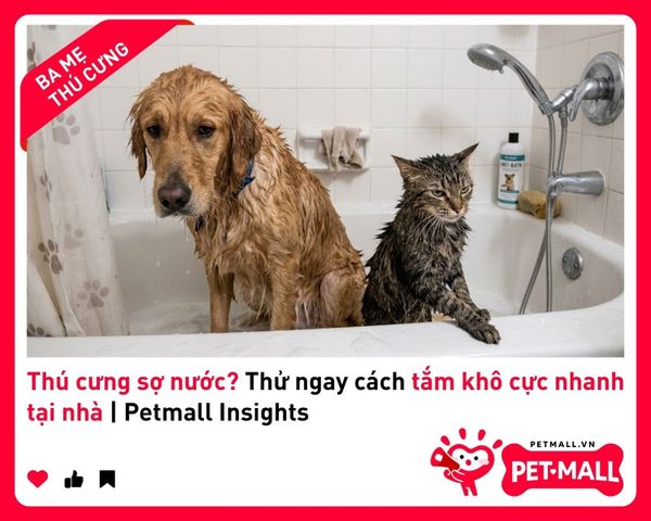Thú cưng sợ nước? Thử ngay cách tắm khô cực nhanh tại nhà | Petmall Insights 2