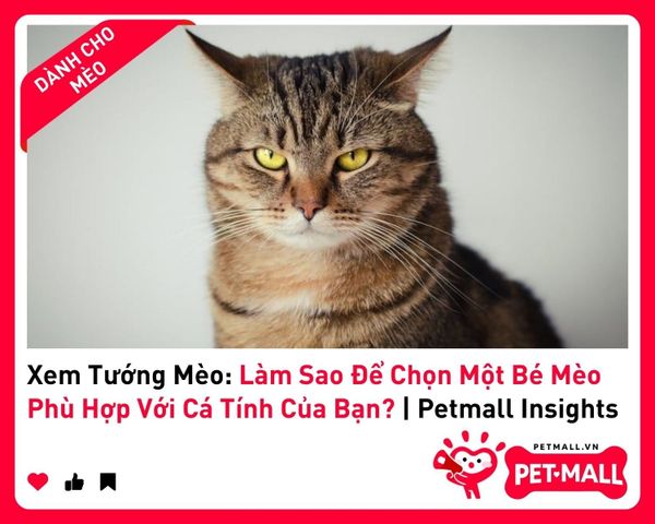 Xem Tướng Mèo: Làm Sao Để Chọn Một Bé Mèo Phù Hợp Với Cá Tính Của Bạn? | Petmall Insights 2