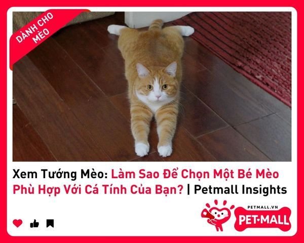 Xem Tướng Mèo: Làm Sao Để Chọn Một Bé Mèo Phù Hợp Với Cá Tính Của Bạn? | Petmall Insights 3