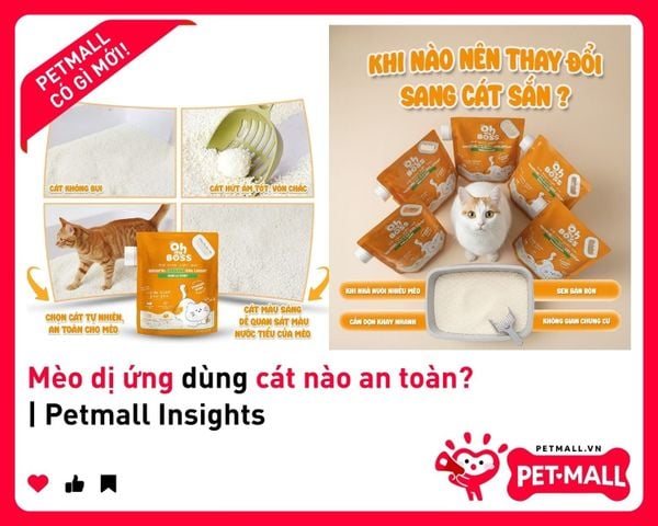 Mèo dị ứng dùng cát nào an toàn? | Petmall Insights 1