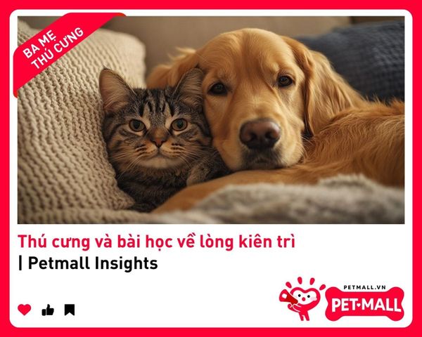 Thú cưng và bài học về lòng kiên trì | Petmall Insights 2