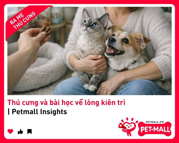 Thú cưng và bài học về lòng kiên trì | Petmall Insights 3