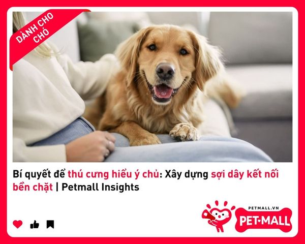 Bí quyết để thú cưng hiểu ý chủ: Xây dựng sợi dây kết nối bền chặt | Petmall Insights 2