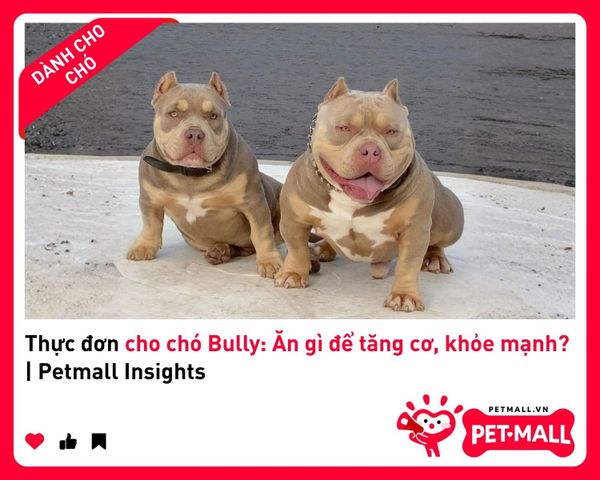 Thực đơn cho chó Bully: Ăn gì để tăng cơ, khỏe mạnh? | Petmall Insights 2