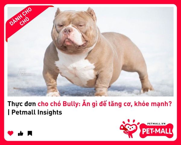 Thực đơn cho chó Bully: Ăn gì để tăng cơ, khỏe mạnh? | Petmall Insights 3
