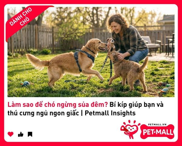 Làm sao để chó ngừng sủa đêm? Bí kíp giúp bạn và thú cưng ngủ ngon giấc | Petmall Insights 2