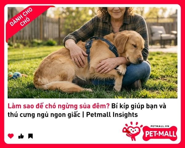 Làm sao để chó ngừng sủa đêm? Bí kíp giúp bạn và thú cưng ngủ ngon giấc | Petmall Insights 3