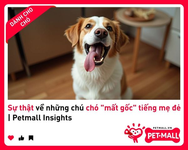 Sự thật về những chú chó 