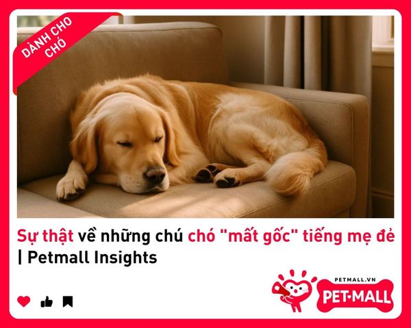 Sự thật về những chú chó 