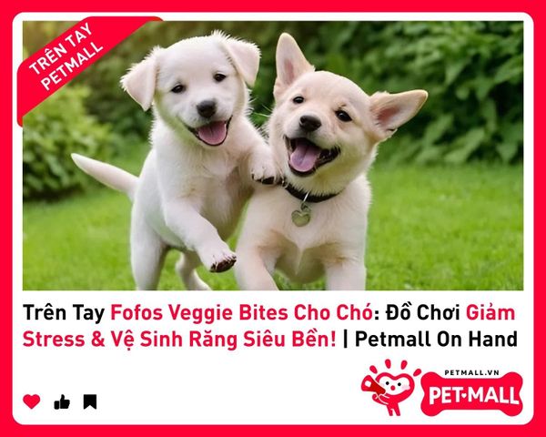 Trên Tay Fofos Veggie Bites Cho Chó: Đồ Chơi Giảm Stress & Vệ Sinh Răng Siêu Bền! | Petmall On Hand 1