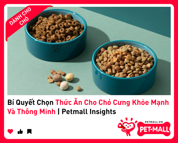 Bí Quyết Chọn Thức Ăn Cho Chó Cưng Khỏe Mạnh Và Thông Minh | Petmall Insights