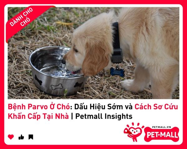 Bệnh Parvo Ở Chó: Dấu Hiệu Sớm và Cách Sơ Cứu Khẩn Cấp Tại Nhà | Petmall Insights 2