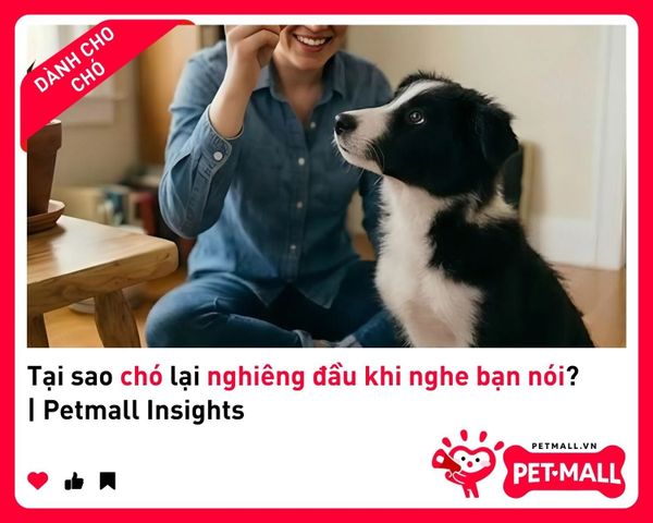Tại sao chó lại nghiêng đầu khi nghe bạn nói? | Petmall Insights 2