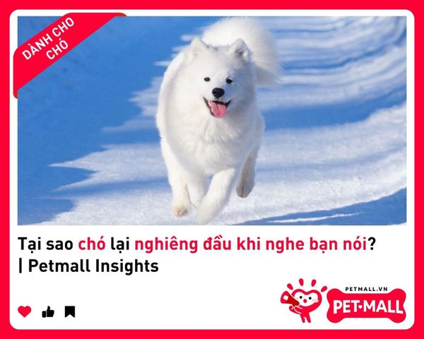 Tại sao chó lại nghiêng đầu khi nghe bạn nói? | Petmall Insights 3