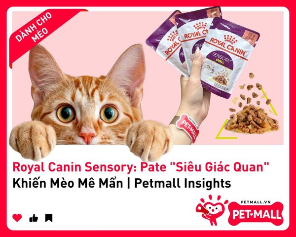 Royal Canin Sensory: Pate 