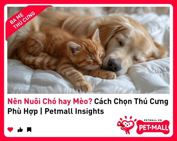 Nên Nuôi Chó hay Mèo? Cách Chọn Thú Cưng Phù Hợp | Petmall Insights 3