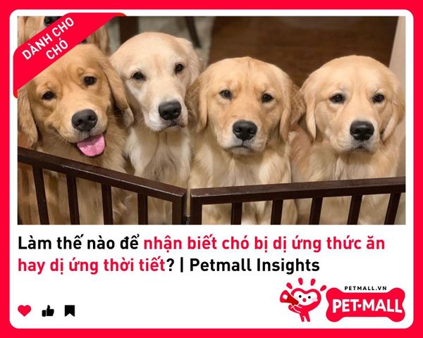 Làm thế nào để nhận biết chó bị dị ứng thức ăn hay dị ứng thời tiết? | Petmall Insights 2