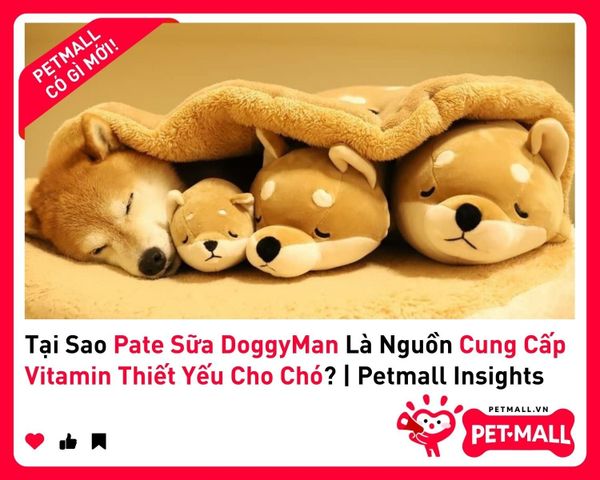 Tại Sao Pate Sữa DoggyMan Là Nguồn Cung Cấp Vitamin Thiết Yếu Cho Chó? | Petmall Insights 2