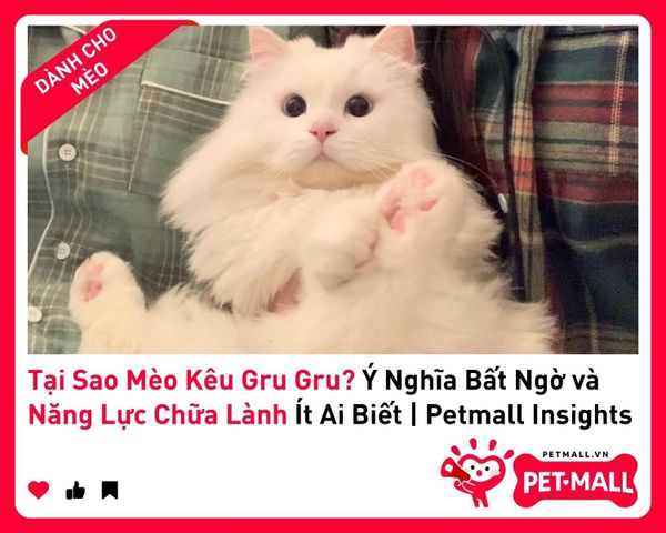 Tại Sao Mèo Kêu Gru Gru? Ý Nghĩa Bất Ngờ và Năng Lực Chữa Lành Ít Ai Biết | Petmall Insights 2