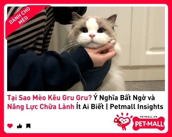 Tại Sao Mèo Kêu Gru Gru? Ý Nghĩa Bất Ngờ và Năng Lực Chữa Lành Ít Ai Biết | Petmall Insights 3