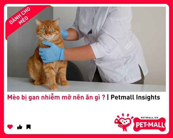Mèo bị gan nhiễm mỡ nên ăn gì ? | Petmall Insights 2