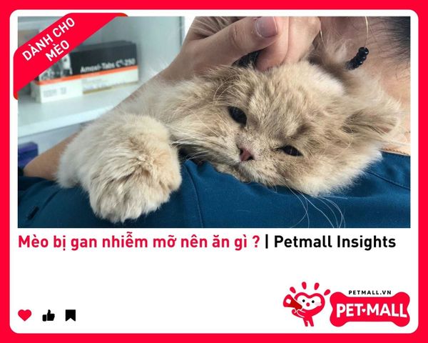 Mèo bị gan nhiễm mỡ nên ăn gì ? | Petmall Insights 3