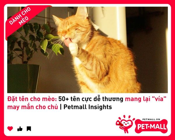 Đặt tên cho mèo: 50+ tên cực dễ thương mang lại 