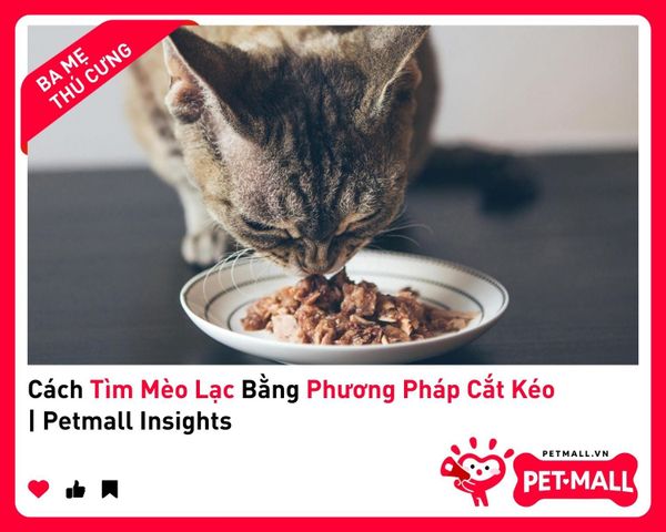 Cách Tìm Mèo Lạc Bằng Phương Pháp Cắt Kéo | Petmall Insights 2