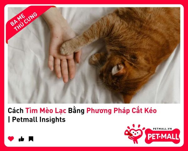 Cách Tìm Mèo Lạc Bằng Phương Pháp Cắt Kéo | Petmall Insights 3