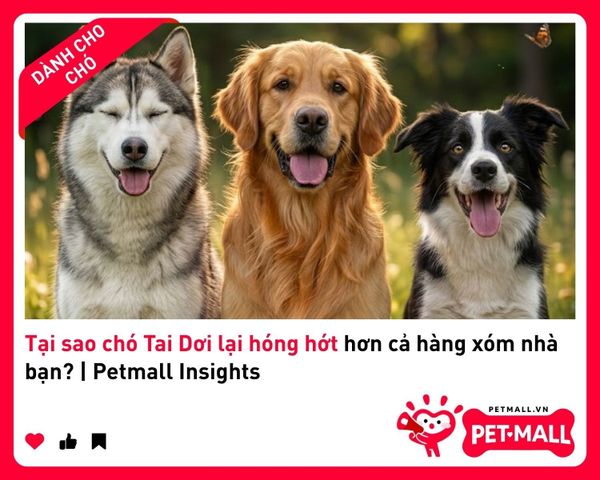 Tại sao chó Tai Dơi lại hóng hớt hơn cả hàng xóm nhà bạn? | Petmall Insights 2
