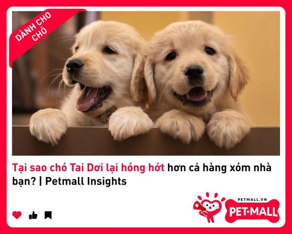 Tại sao chó Tai Dơi lại hóng hớt hơn cả hàng xóm nhà bạn? | Petmall Insights 3