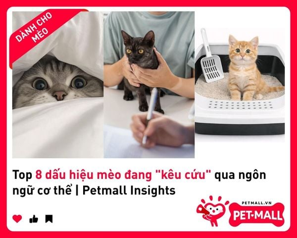 Top 8 dấu hiệu mèo đang 