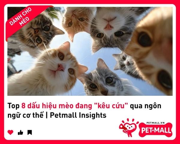 Top 8 dấu hiệu mèo đang 