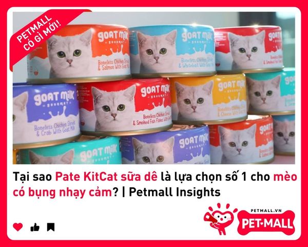 Tại sao Pate KitCat sữa dê là lựa chọn số 1 cho mèo có bụng nhạy cảm? | Petmall Insights 2