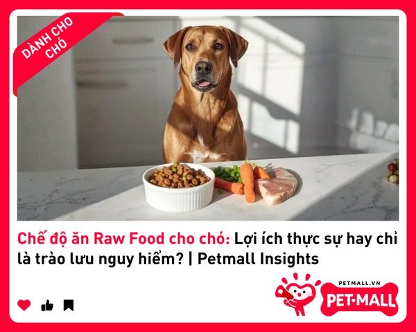Chế độ ăn Raw Food cho chó: Lợi ích thực sự hay chỉ là trào lưu nguy hiểm? | Petmall Insights 2