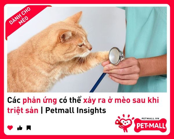 Các phản ứng có thể xảy ra ở mèo sau khi triệt sản | Petmall Insights 2