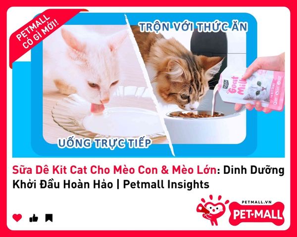 Sữa Dê Kit Cat Cho Mèo Con & Mèo Lớn: Dinh Dưỡng Khởi Đầu Hoàn Hảo | Petmall Insights 1