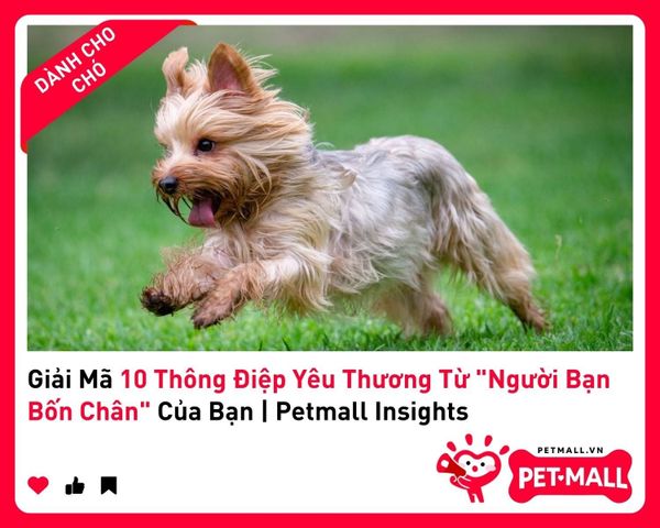 Giải Mã 10 Thông Điệp Yêu Thương Từ 