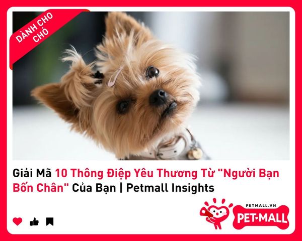 Giải Mã 10 Thông Điệp Yêu Thương Từ 